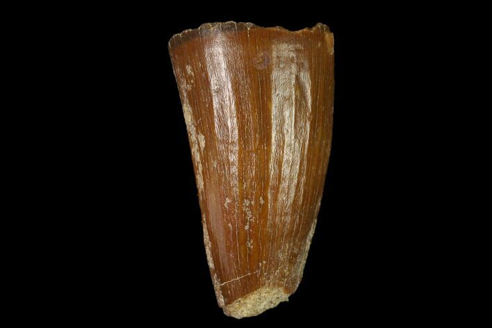 Cretaceous Fossil Crocodile Tooth - Morocco #140605